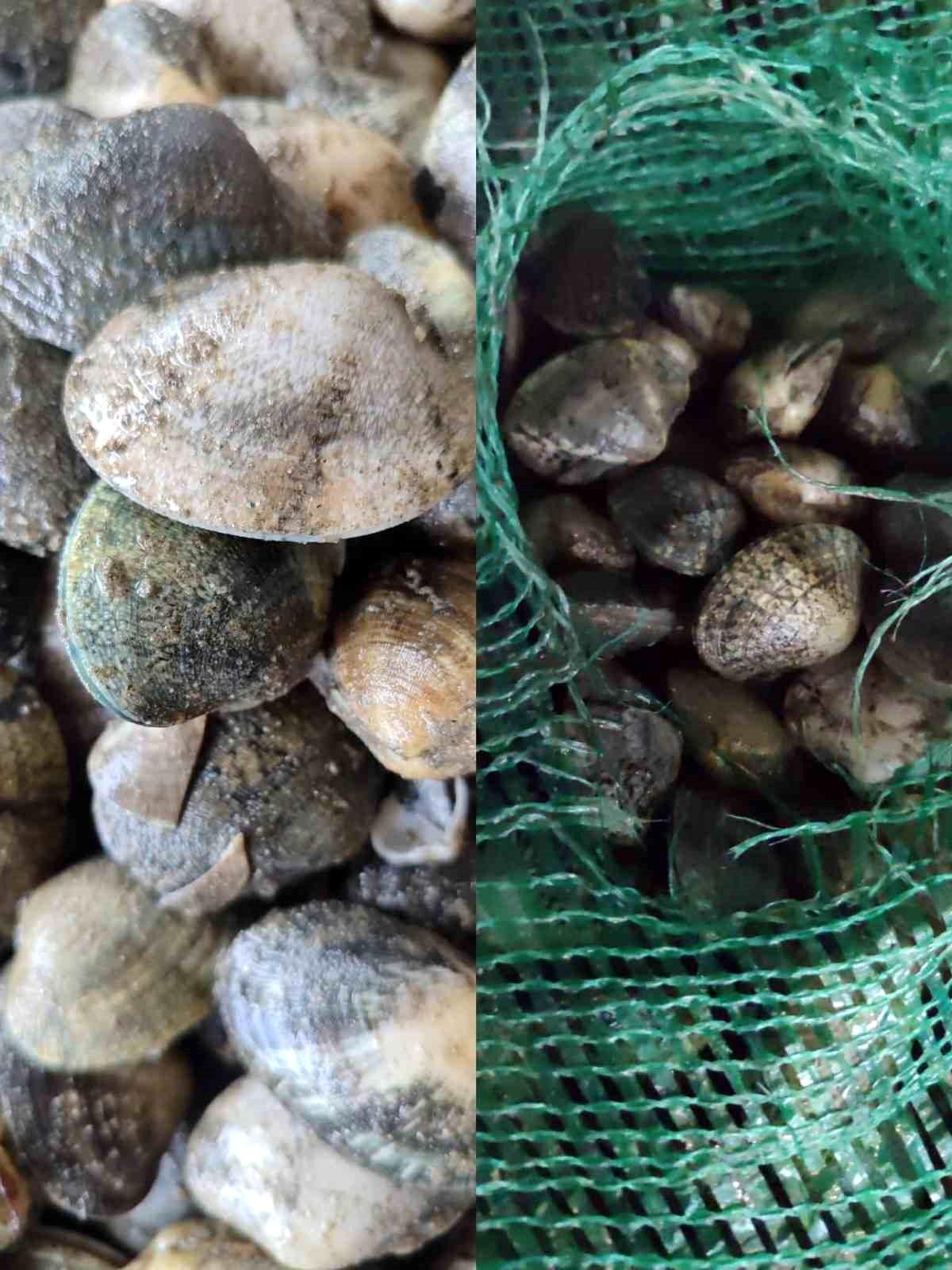 Kapıkule’de 840 kg Kaçak Akivades Ele Geçirildi