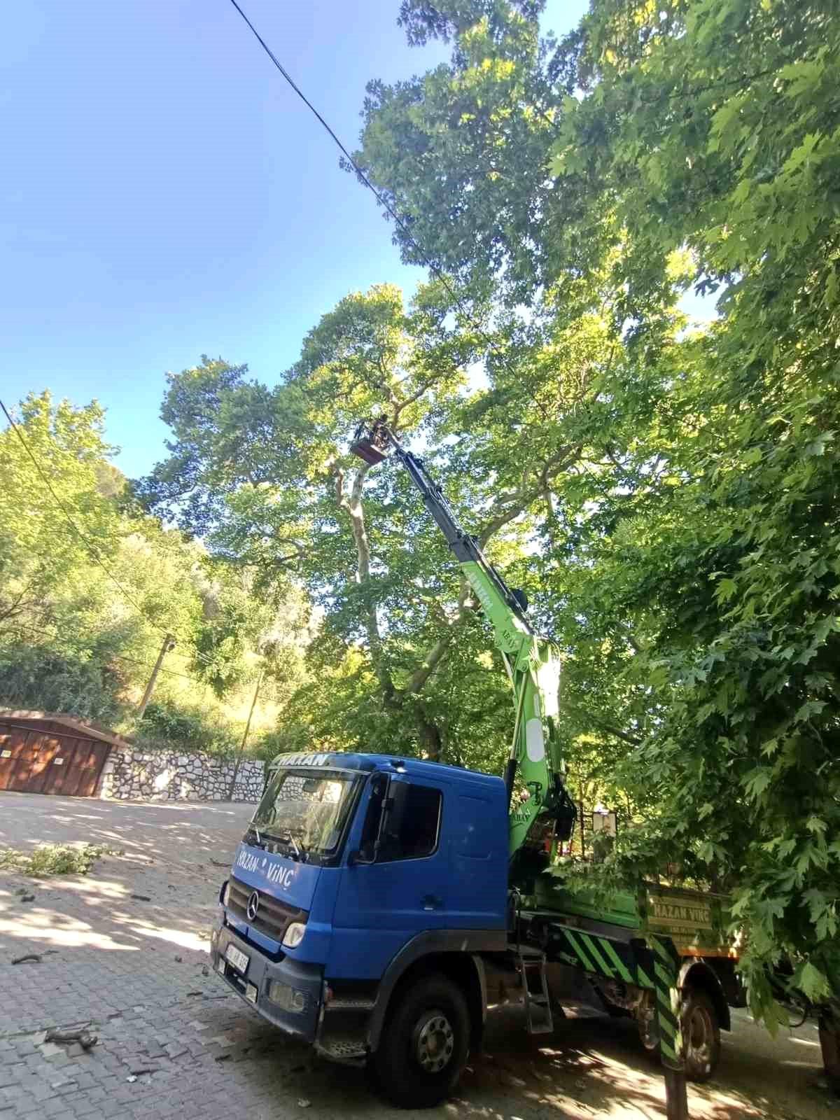 Karacasu’daki Anıt Ağaçların Bakımı Tamamlandı