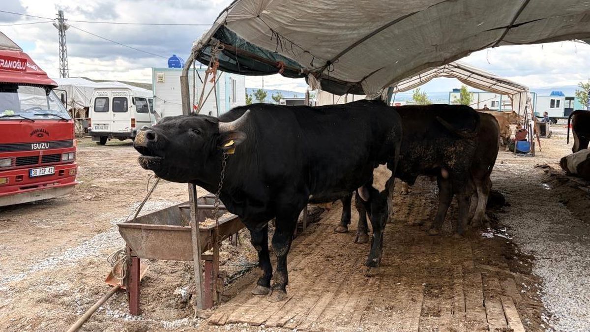 Kayseri’de Kurban Kesim Sayısı Artış Gösterdi