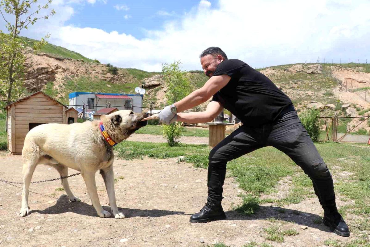 Kangal, Çene Basıncında Aslanı Geride Bıraktı
