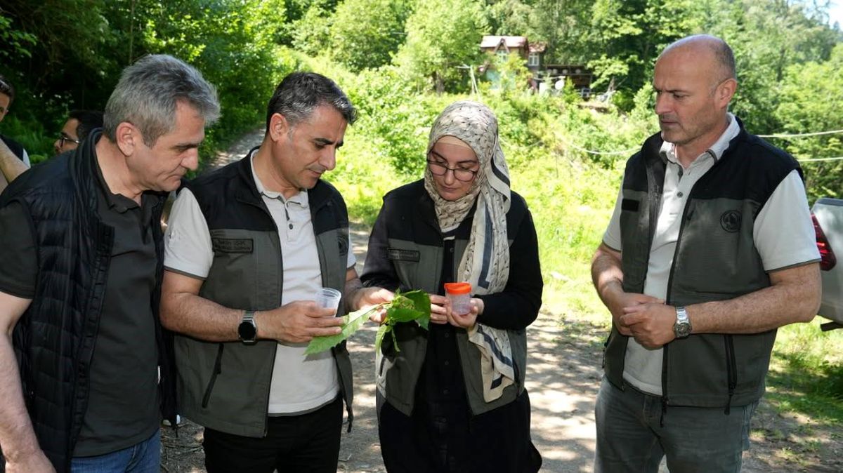 Kestane Gal Arısı ile Mücadelede Samuray Arıları Salındı
