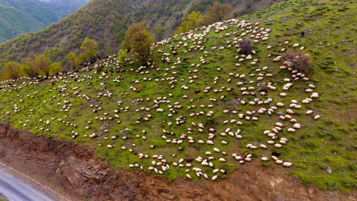 Muş’ta Besicilerin Yayla Dönüşü Başladı