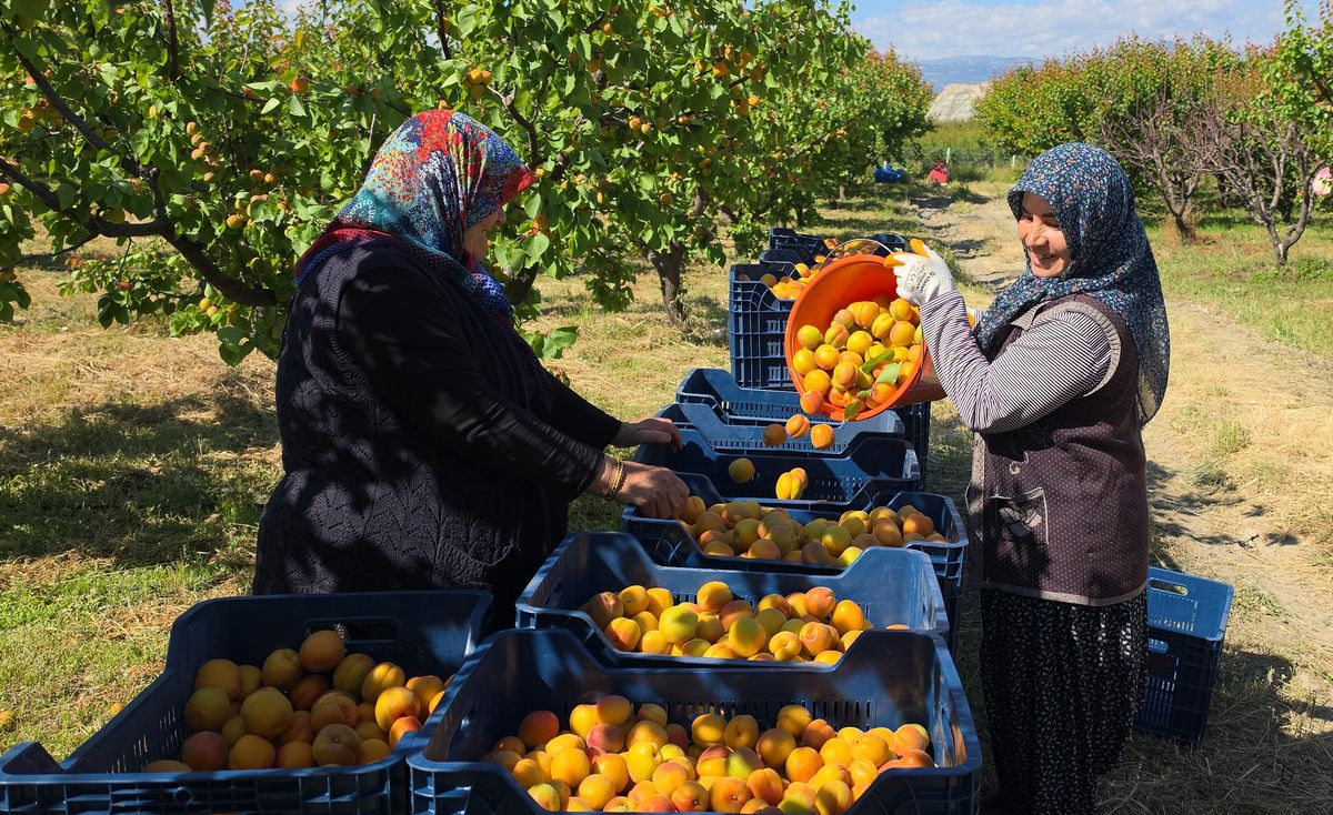 Mut’ta Yüksek Kayısı Rekoltesi Beklentisi