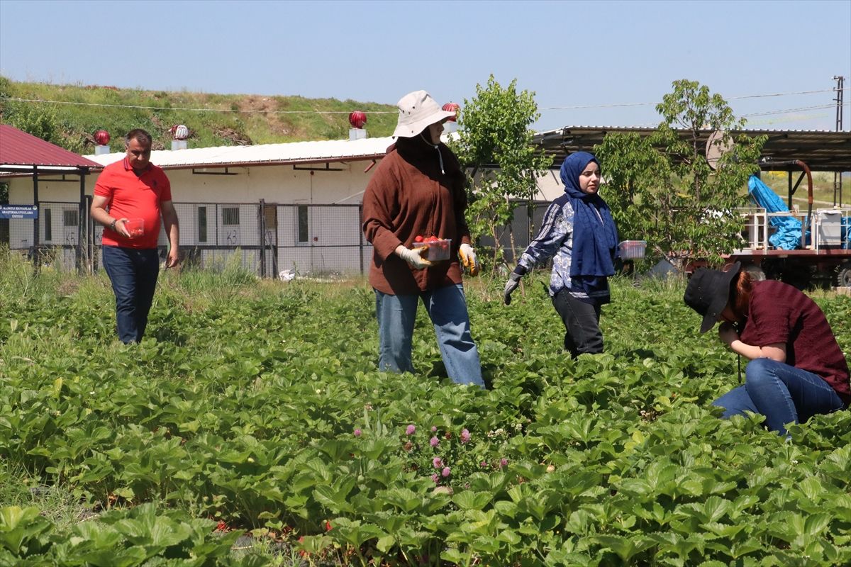 Erciyes Üniversitesi’nde Çilek Üretimi