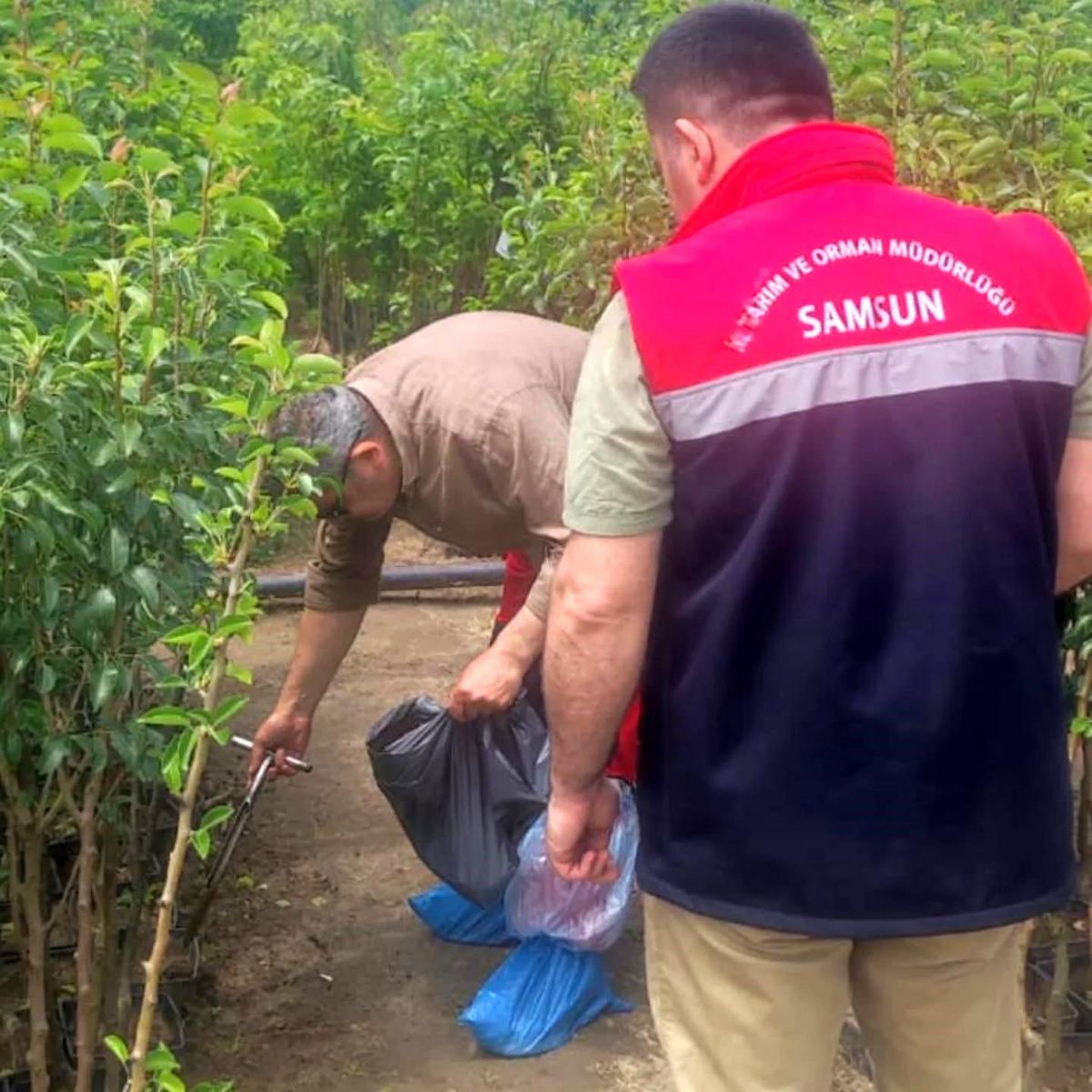 Samsun’da Bitki Kontrolleri Artıyor