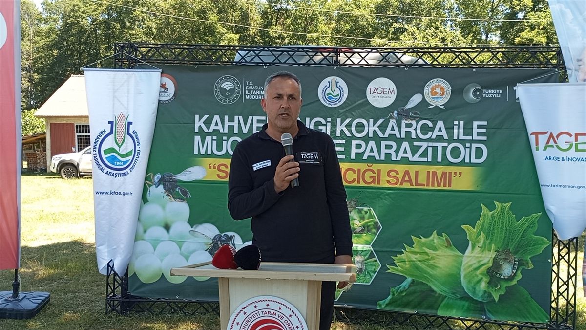 Samsun’da Kahverengi Kokarca Mücadelesi