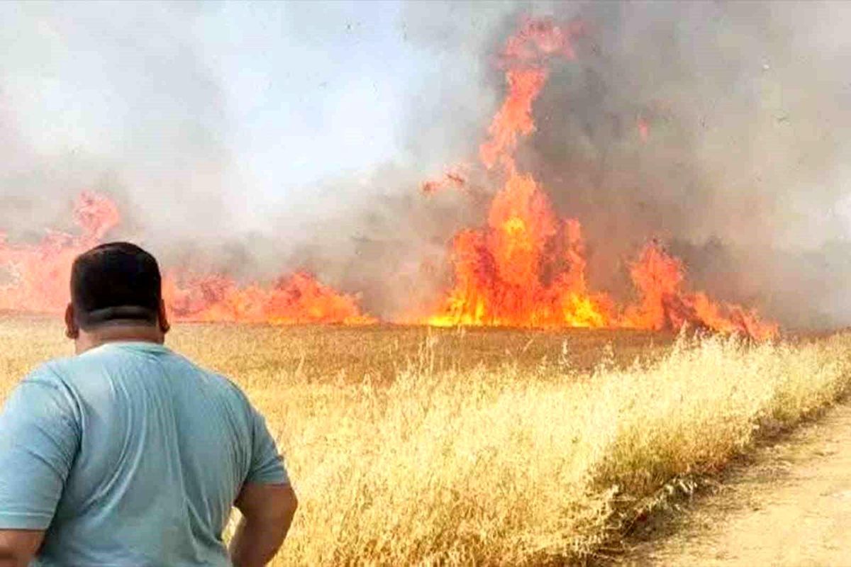 Harran’da Buğday Tarlasında Yangın!