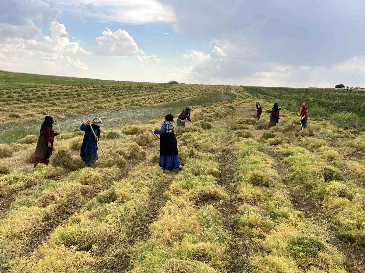 Şanlıurfa’da Mercimek Hasadı Başladı
