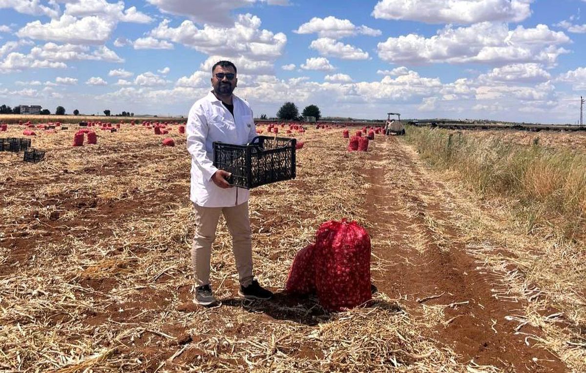 Şanlıurfa’da Sarımsak Hasadı Gecikti