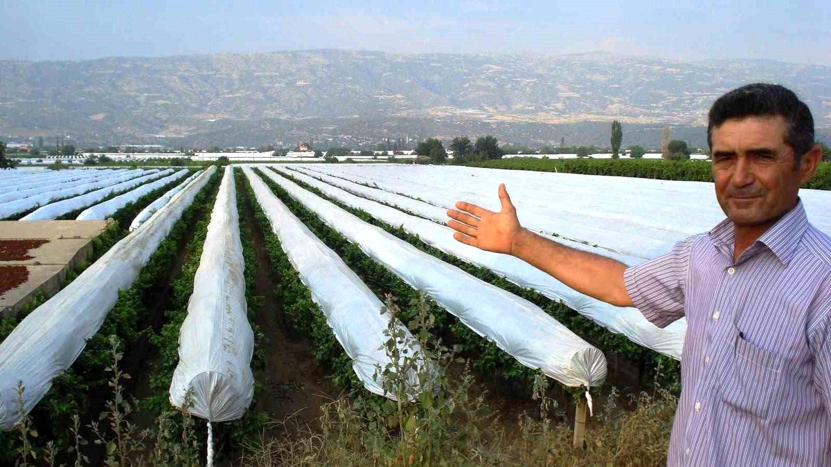 Sarıgöl’de Üzüm Bağlarına Koruyucu Örtü Hazırlığı
