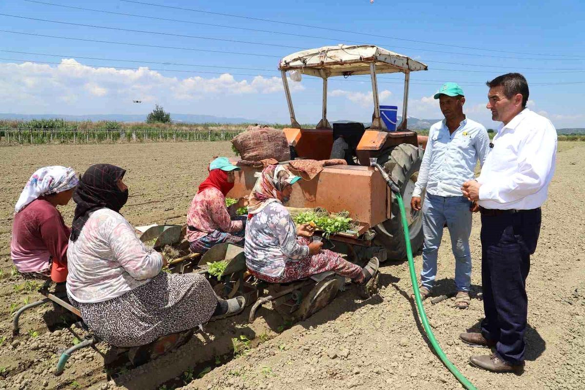 Saruhanlı’da tütün mesaisi başladı