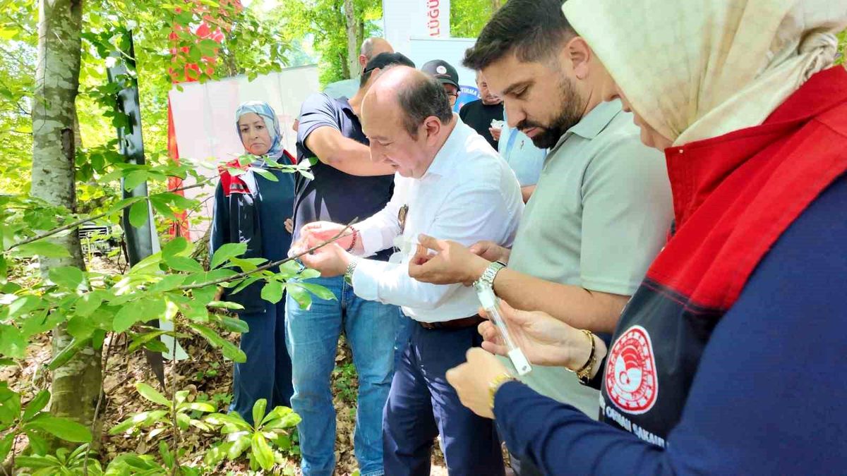 Samuray Arıları Kahverengi Kokarcaya Karşı Salındı