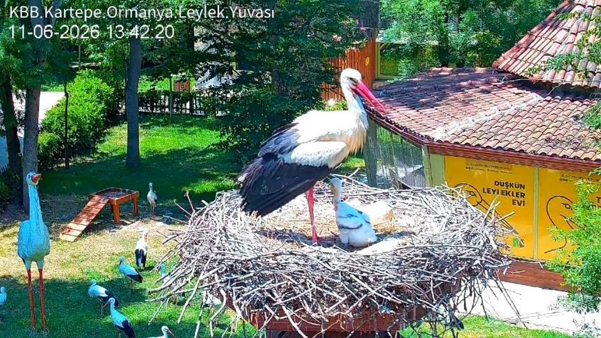 Leylek çifti Bulut ve Pişmaniye’nin yavrusu Atlas büyüyor