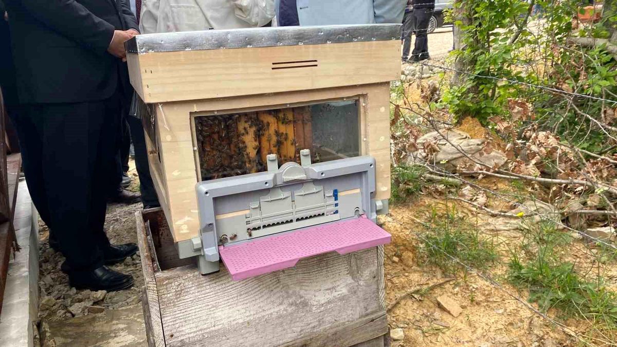 Sinop’ta 913. Bal Ormanı Açıldı