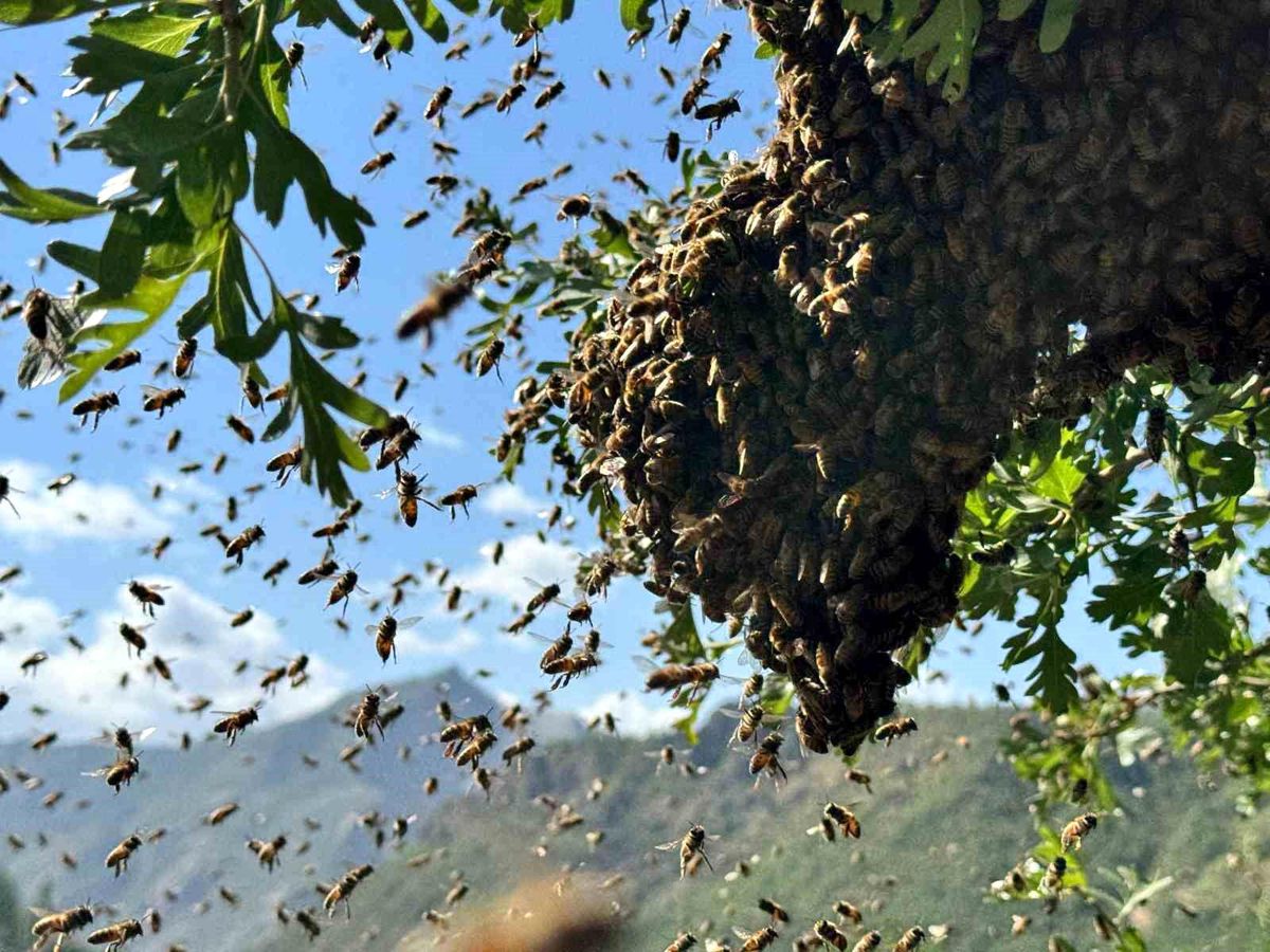 Şırnak’ta Bal Arıları Oğul Veriyor