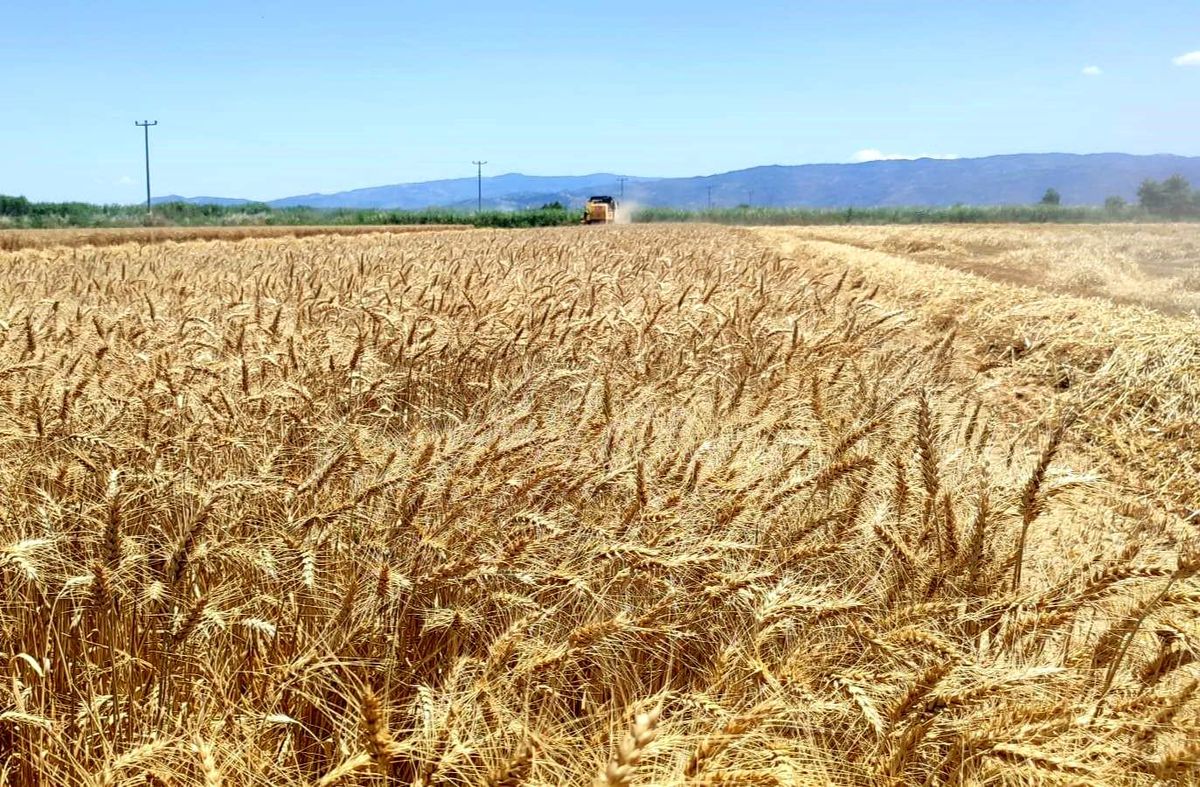Söke’de Buğday Hasadı Devam Ediyor
