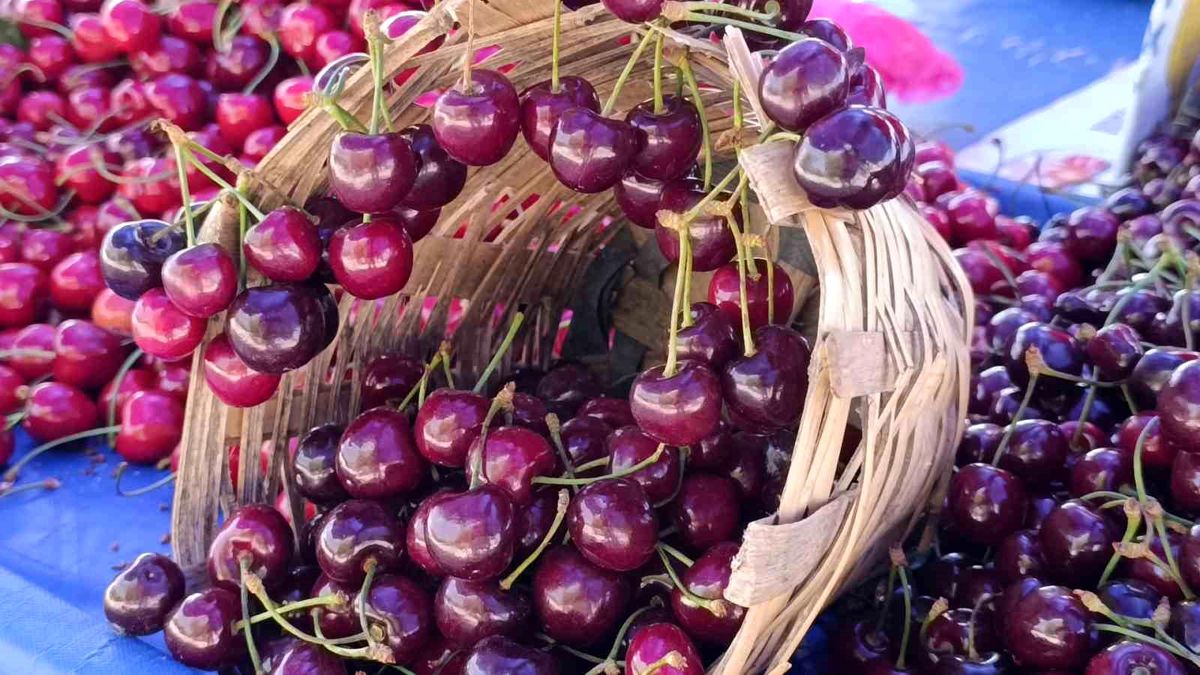 Tekirdağ’da Kiraz Fiyatları Düşüyor