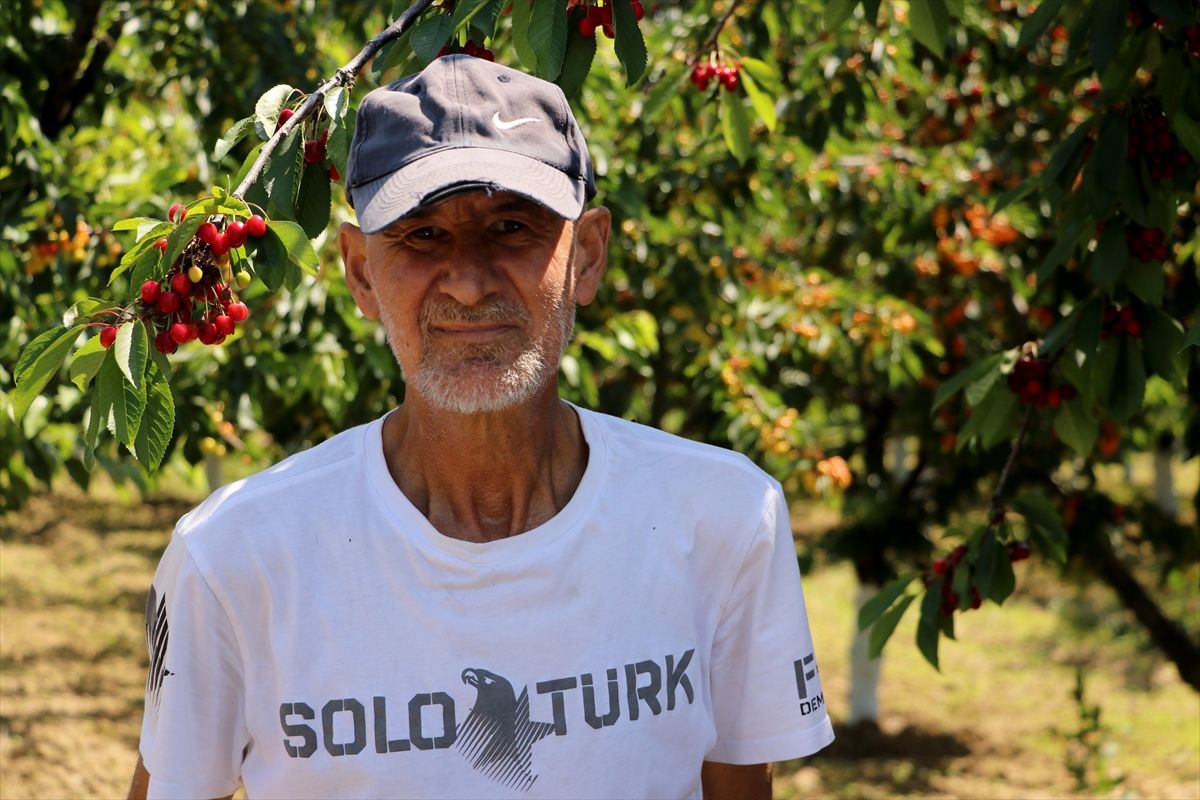 Tekirdağ Kirazında Rekor Beklentisi