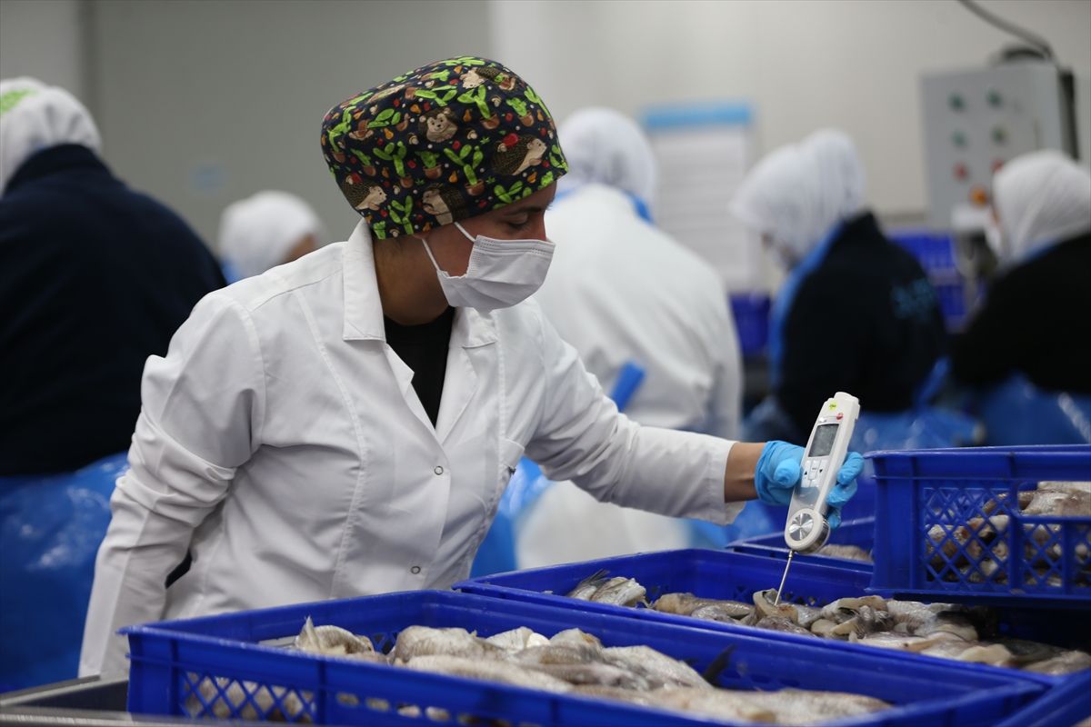 Yenice’de Kadın İstihdamıyla Büyüyen Balık Fabrikası