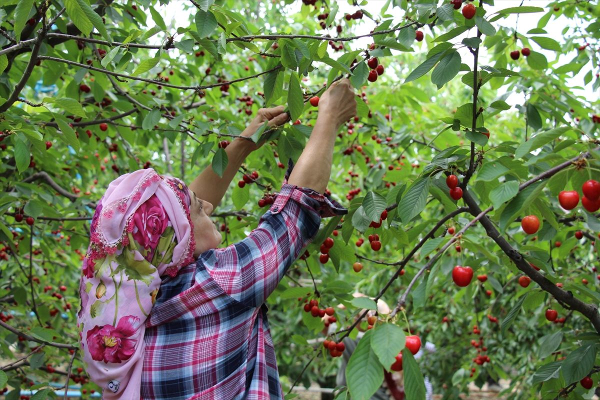 Türkiye’de Kiraz İhracatında Artış Bekleniyor