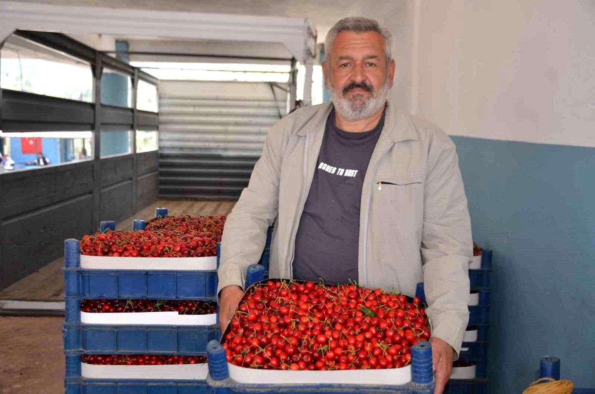 Bilecik’te Kiraz Hasadı Bol, Fiyatlar Düşük