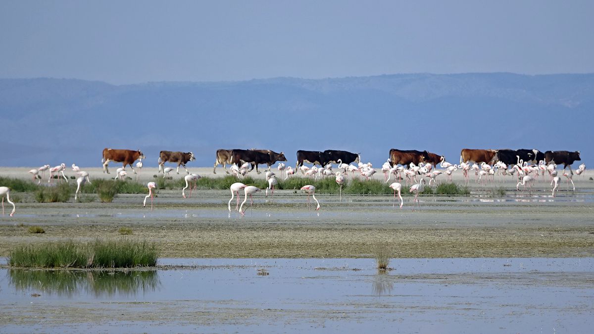 Tuz Gölü’nde bu yıl 5 bin flamingo yavrusu kuluçkadan çıktı
