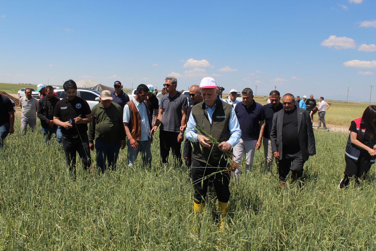 Buğday Rekoltesinde Artış Bekleniyor