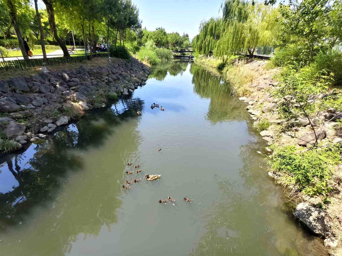 Kent Park’ta Sevimli Yavru Ördekler