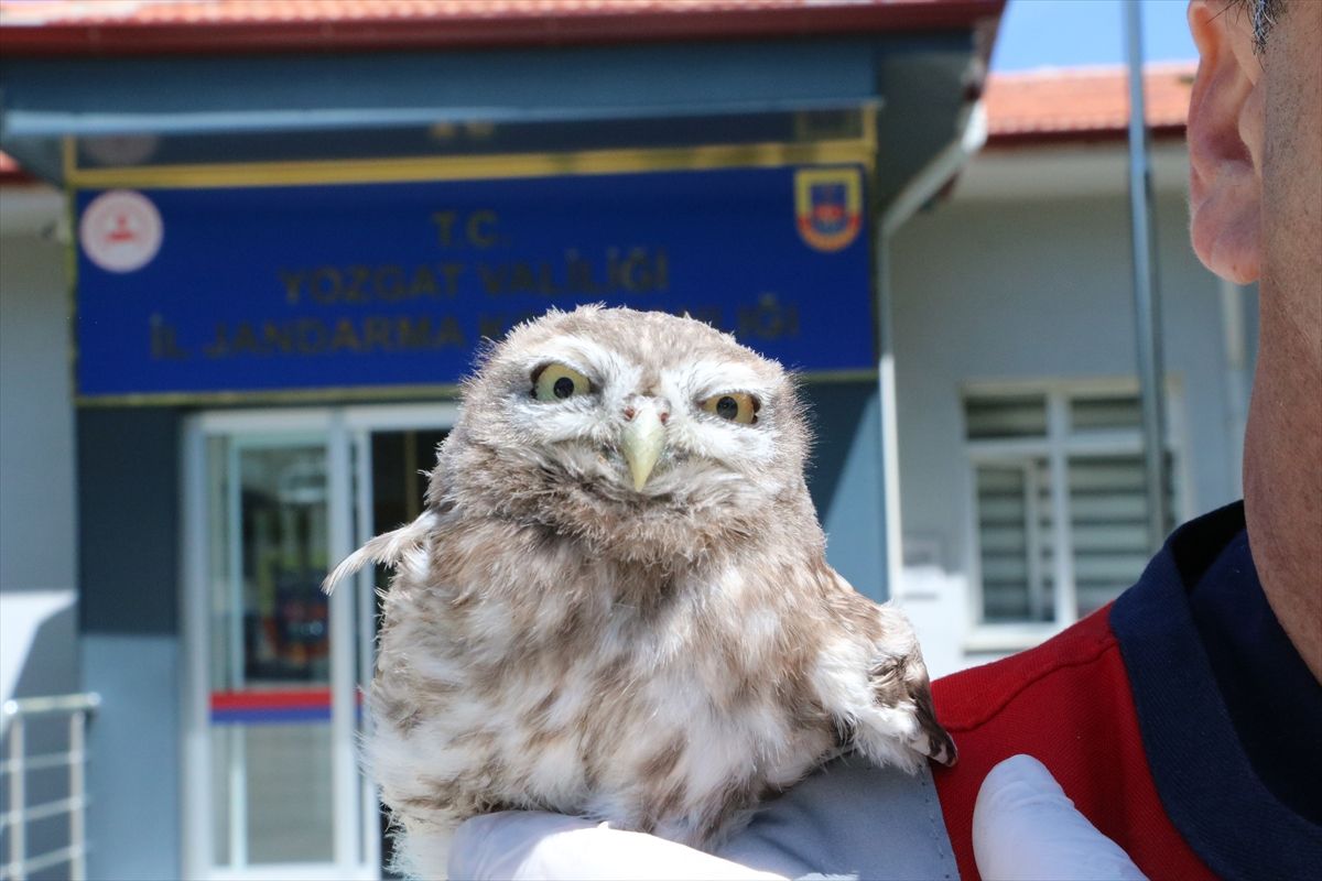 Yozgat’ta Yaralı Baykuş Tedavi Altına Alındı