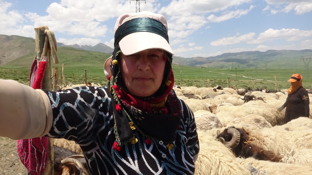 Yüksekova’da Berivanların Zorlu Yayla Mesaisi
