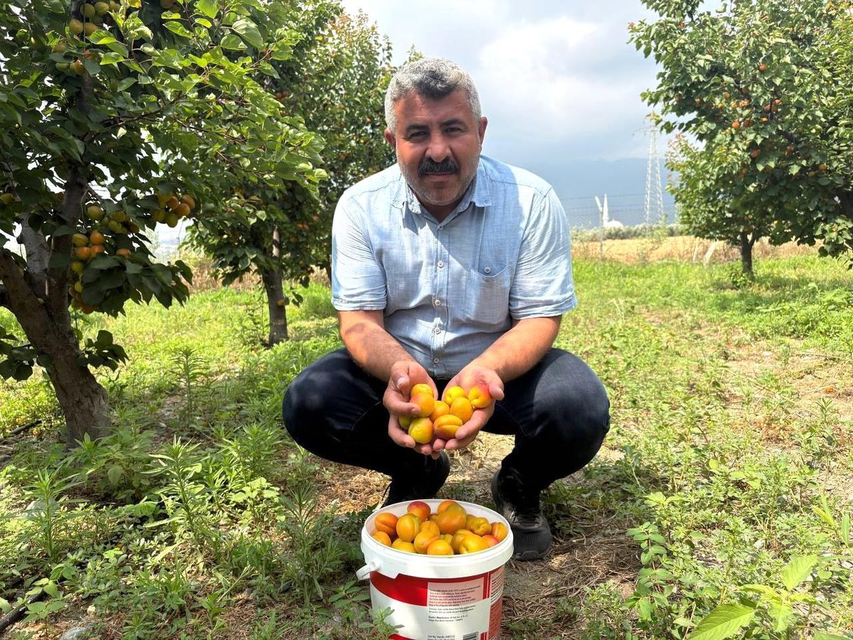 Orange Ruby Kayısıda Başarı Hikayesi