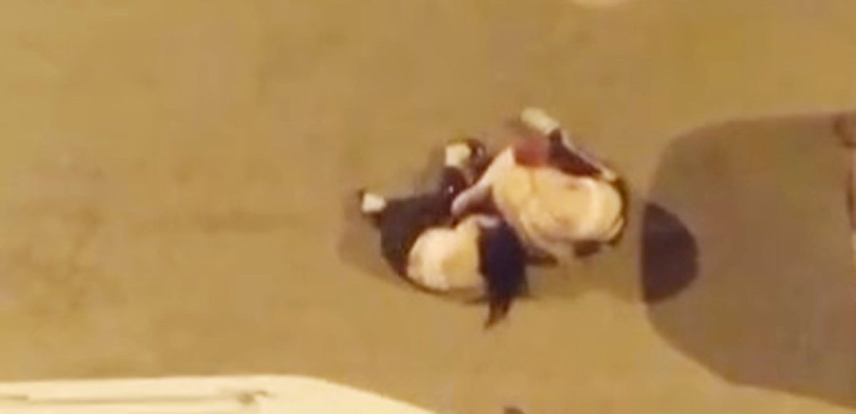 Iğdır’da Alkollü Kadınlar Saç Saça Baş Başa Kavga Etti