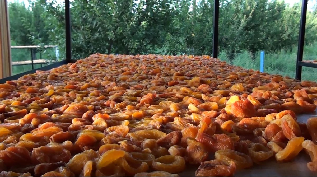 Iğdır’da Kadın Kooperatifinden Doğal Kuru Kayısı