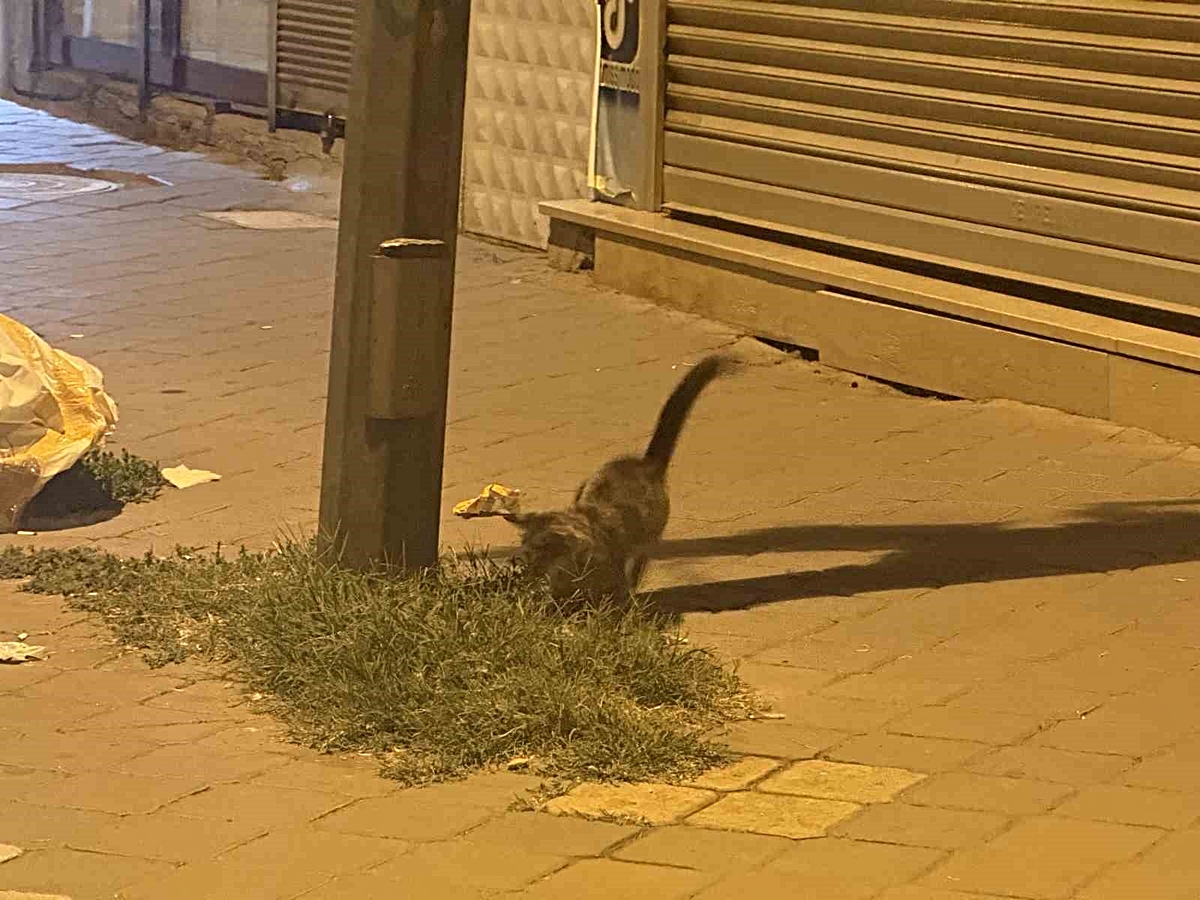 Iğdır’da kedi, fareyle yaklaşık 20 dakika oynadı; fare ölü taklidi yapıp kurtulamadı