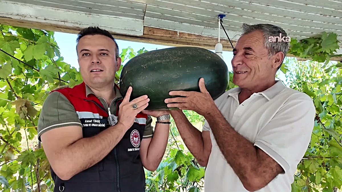 Iğdır Ovası’nda yeni metotla 40 kilograma yaklaşan karpuz yetiştirildi