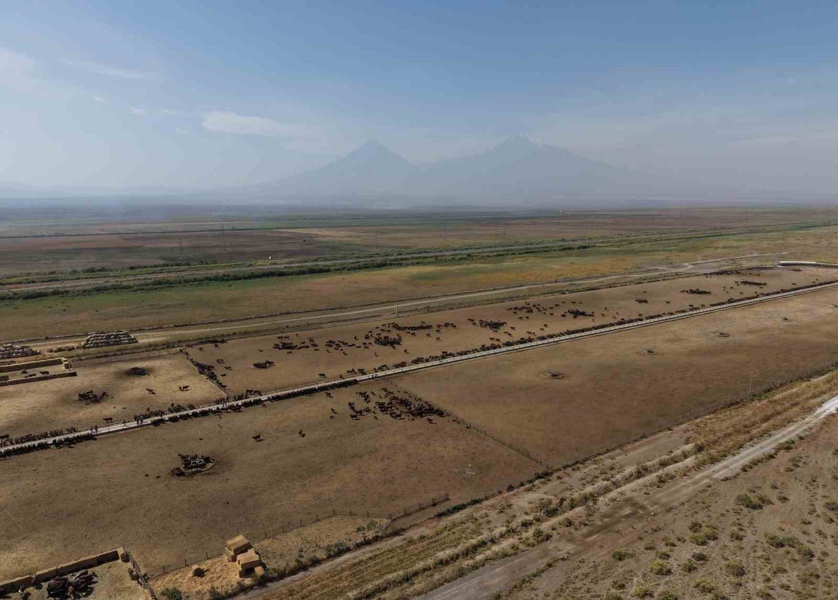 TİGEM Iğdır işletmesinden 840 yetiştiriciye 12 bin 680 damızlık hayvan satıldı