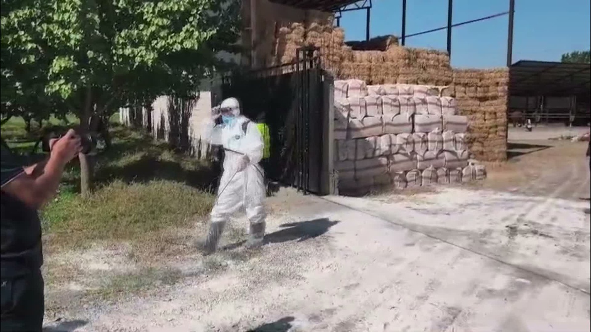 Iğdır’da şapla mücadelede 60 bin büyükbaş aşılandı, hedef 100 bin