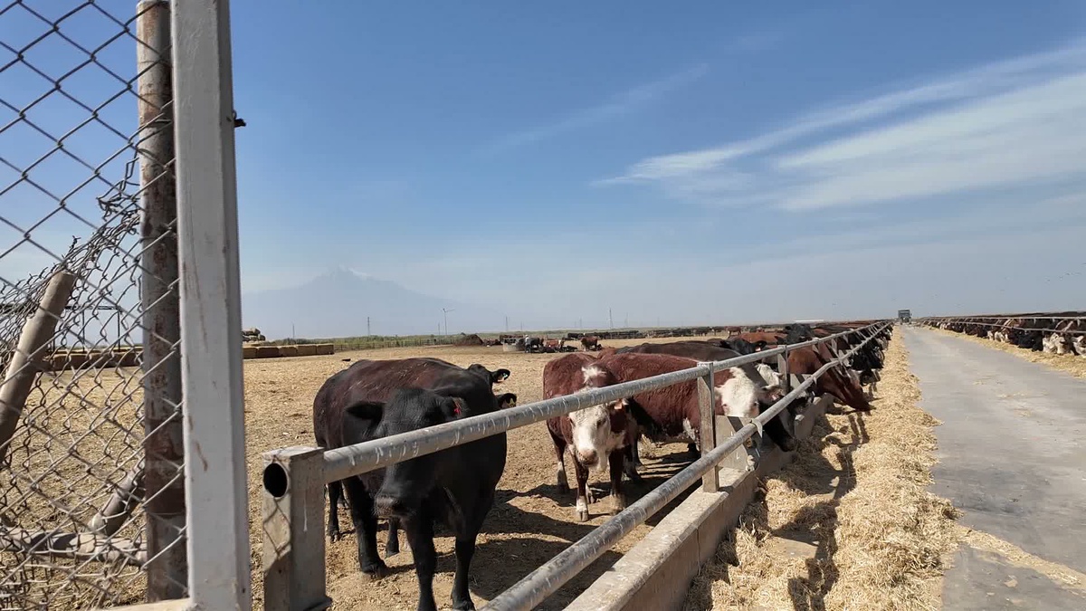 Kırsalda Bereket projesi kapsamında 839 yetiştiriciye 12 bin 680 gebe düve dağıtıldı