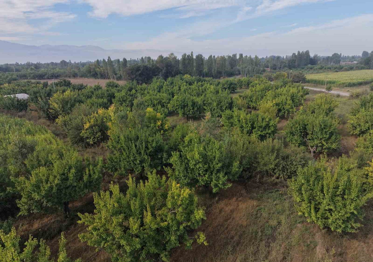 Iğdır’da İrem Bağları, Ağrı Dağı eteklerinde sonbahar renkleriyle dronla görüntülendi